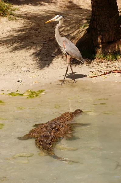 Krokodýl a heron — Stock fotografie