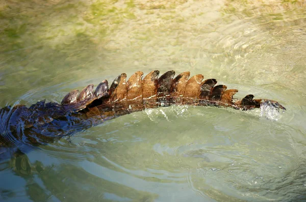 Cauda de crocodilo — Fotografia de Stock