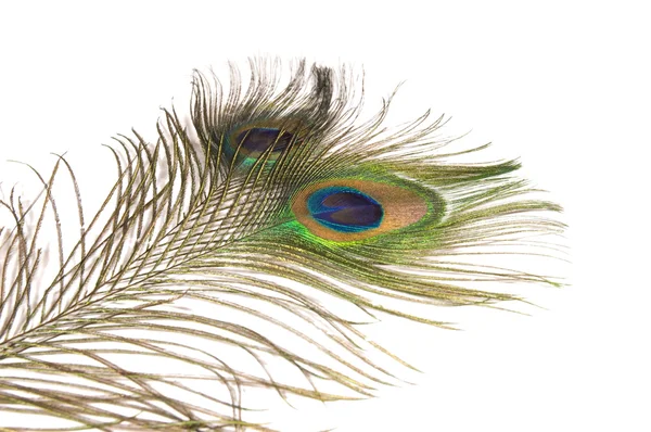 stock image Peacock Feathers