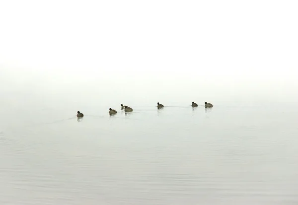 Coots in tge fog — Stock Photo, Image