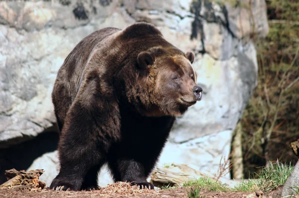 Медведь Брун — стоковое фото
