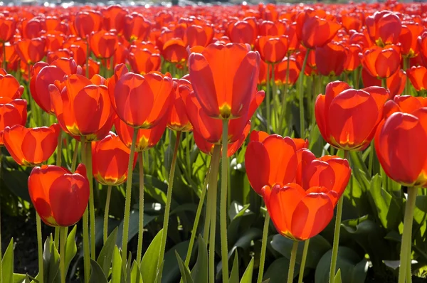 Tulipes transparentes rouges — Photo