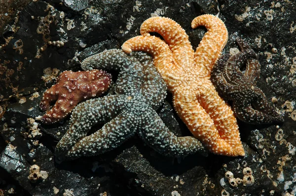 stock image Starfish Family