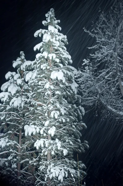 Nacht sneeuwval — Stockfoto