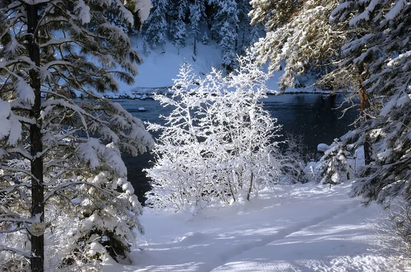 Shiny Snow Bush — Stock Photo, Image