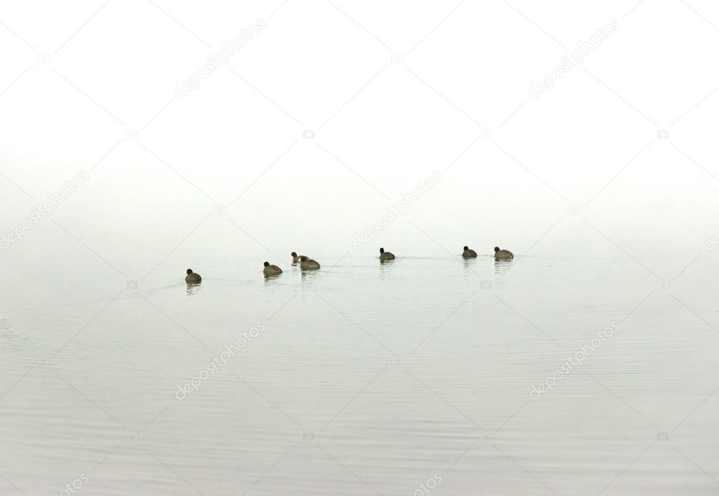 Coots in tge fog