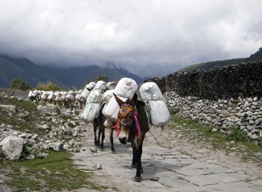 eşek karavan