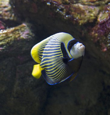 Emperor angelfish -Pomacanthus imperator clipart