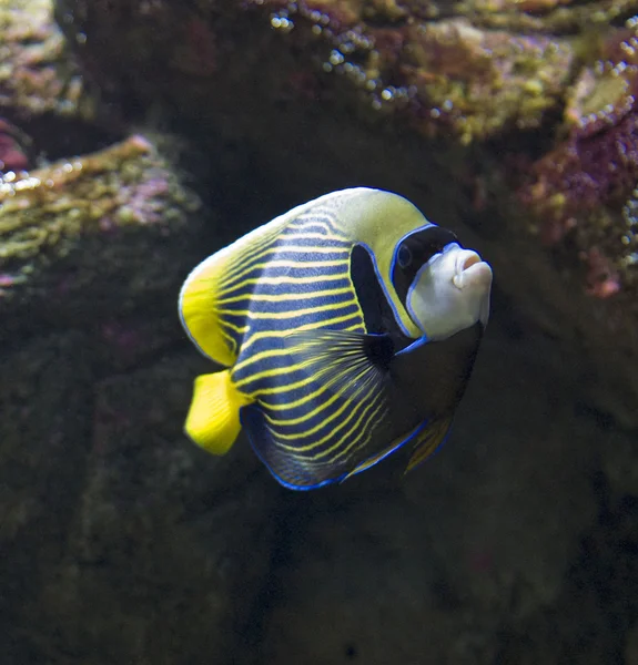 Emperor angelfish -Pomacanthus imperator — Stock Photo, Image