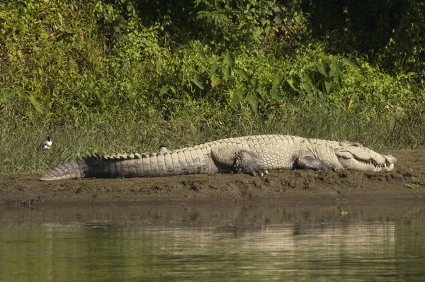 Grote krokodil — Stockfoto