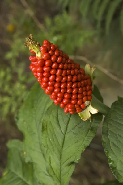 Jack-in-the-pulpit — стокове фото