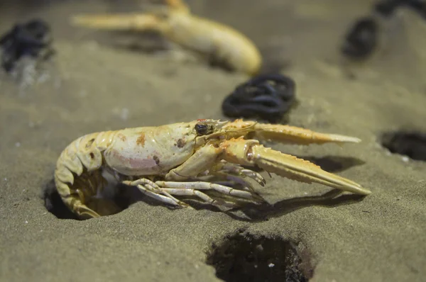 stock image White-clawed crayfish