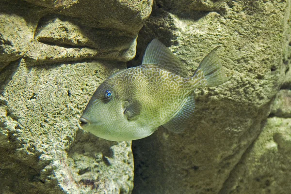 Exotic fish with blue eye — Stock Photo, Image