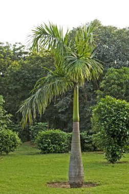 şişe palm delhi Park