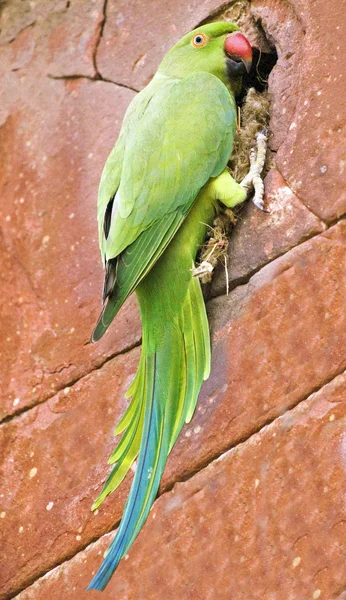 Funny parrot parakeet on a brick wall — Stock Photo, Image