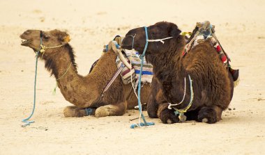 Camels in Sahara desert clipart