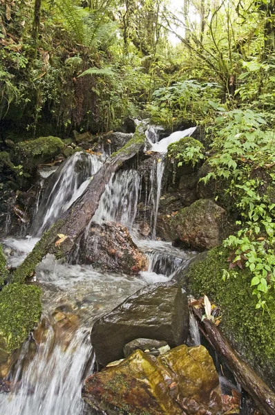 stock image Waterfall in jungle