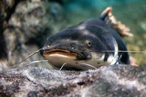 Yayın balığı — Stok fotoğraf