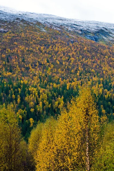 시골 스웨덴 — 스톡 사진