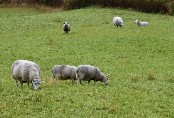 Nordic sheep — Stock Photo, Image
