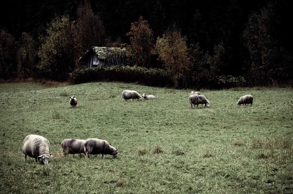 Moutons nordiques — Photo