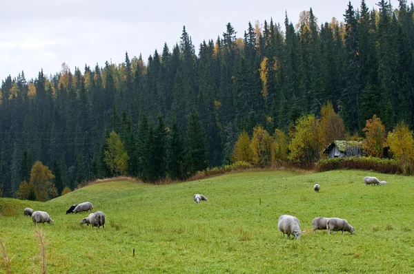 Noordse schapen — Stockfoto