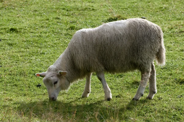 Severské ovce — Stock fotografie