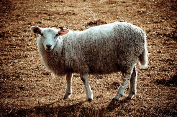 Nordic sheep — Stock Photo, Image