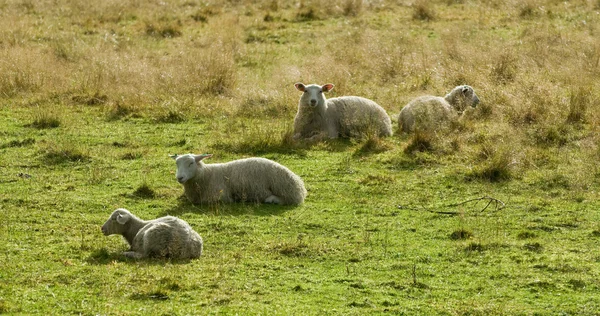 Nordische Schafe — Stockfoto