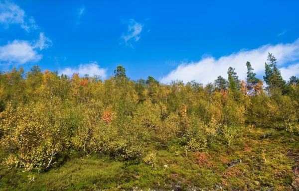 Nordic landscape — Stock Photo, Image