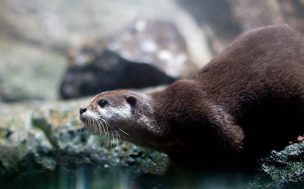 Otter. — Foto de Stock