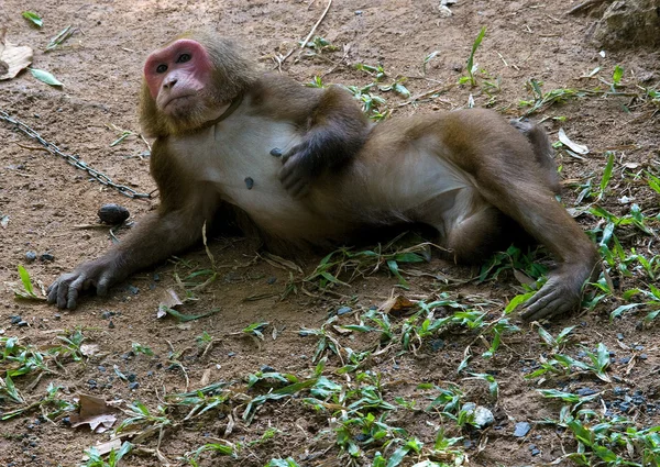 宠物猴 — 图库照片