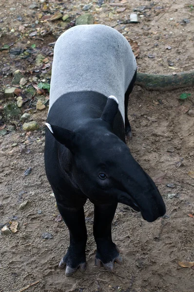 Malajské tapír — Stock fotografie