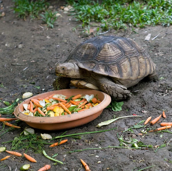 stock image Turtle