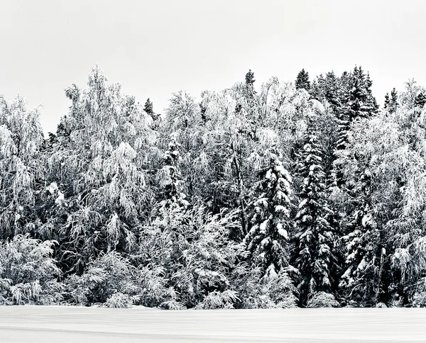 Winter scenery — Stock Photo, Image
