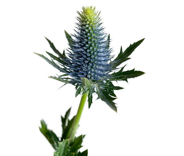 stock image Thistle