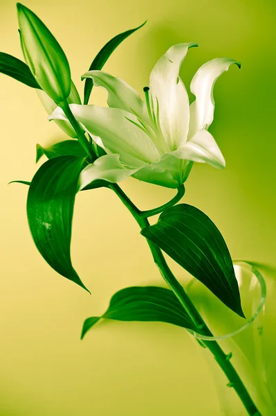 Красивая лилия — стоковое фото