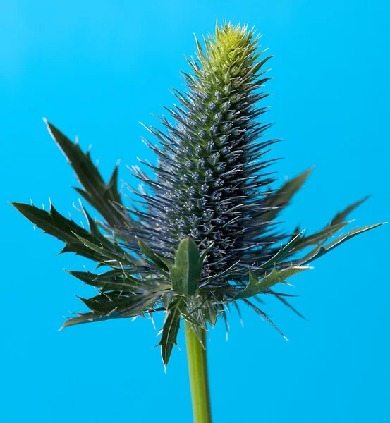 Macro of velcro plant. Burdock close up. Stock Photo