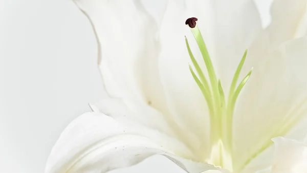 Krásná lilie — Stock fotografie