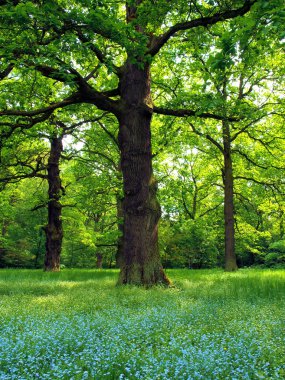 Magical oak trees clipart
