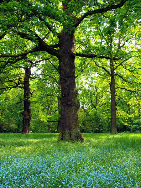 Magical oak trees