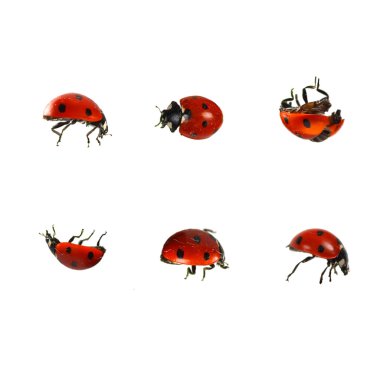 Ladybugs clipart