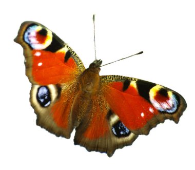 Butterfly clipart