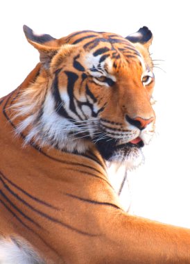 Tiger clipart