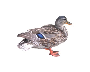 Duck clipart