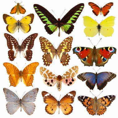 Butterflies clipart