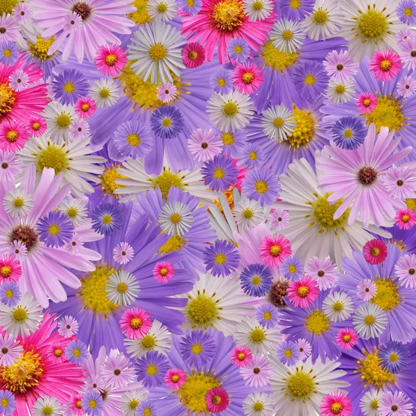 Blooms — Stock Photo, Image
