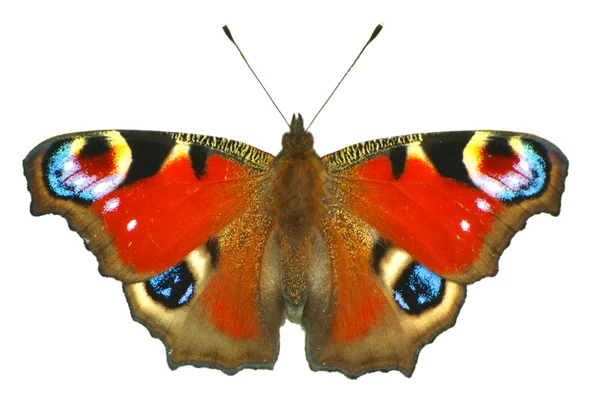 Butterfliy — Zdjęcie stockowe