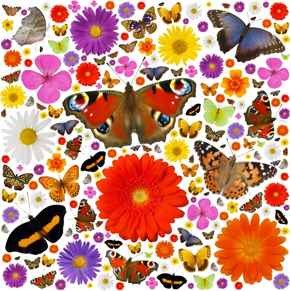 Schmetterlinge und Blüten — Stockfoto