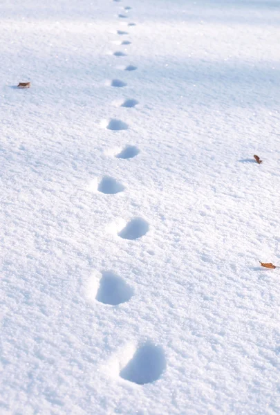 stock image Shoe prints